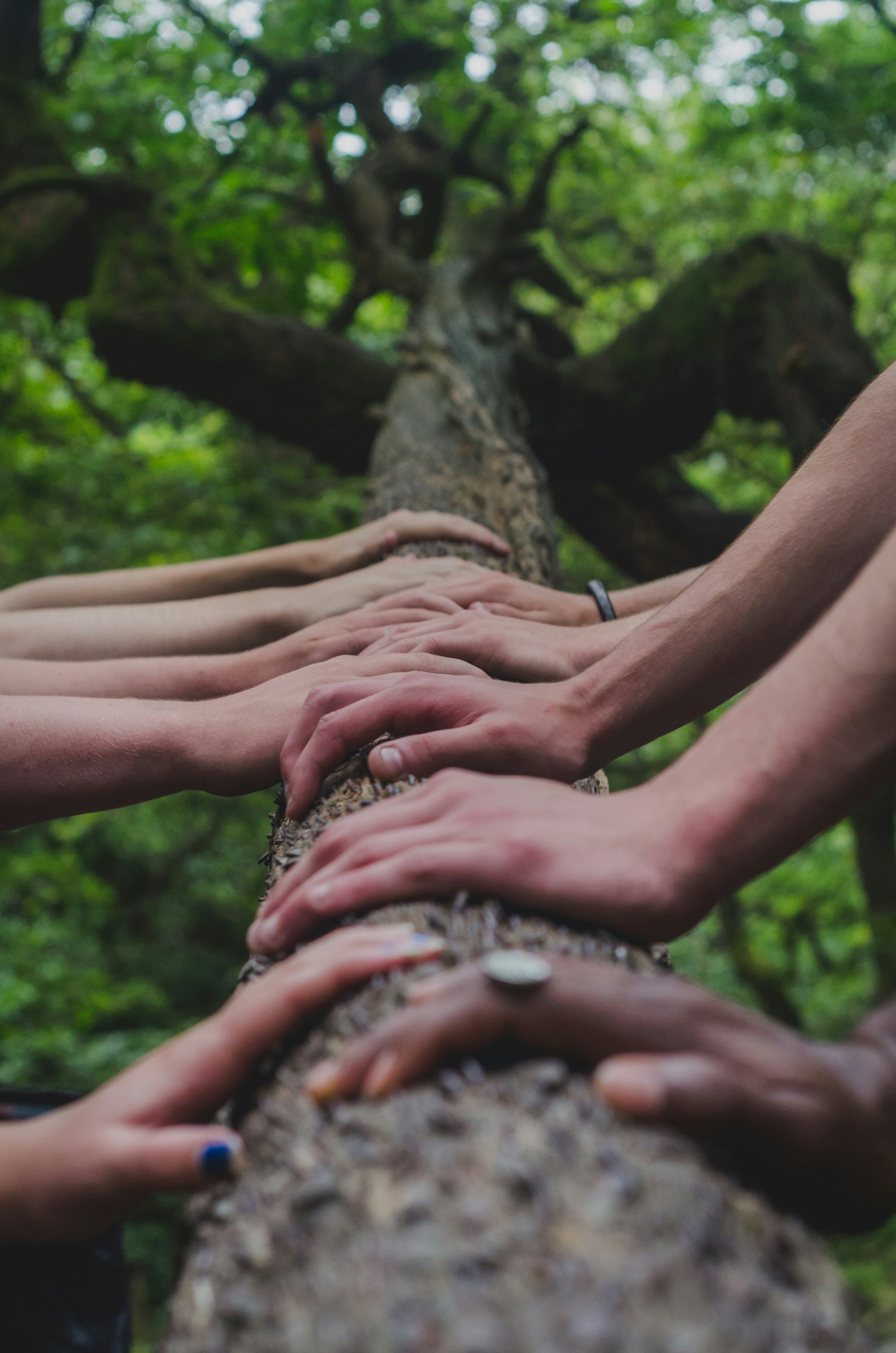 Hands together on a tree trunk, representing collaboration and shared operations